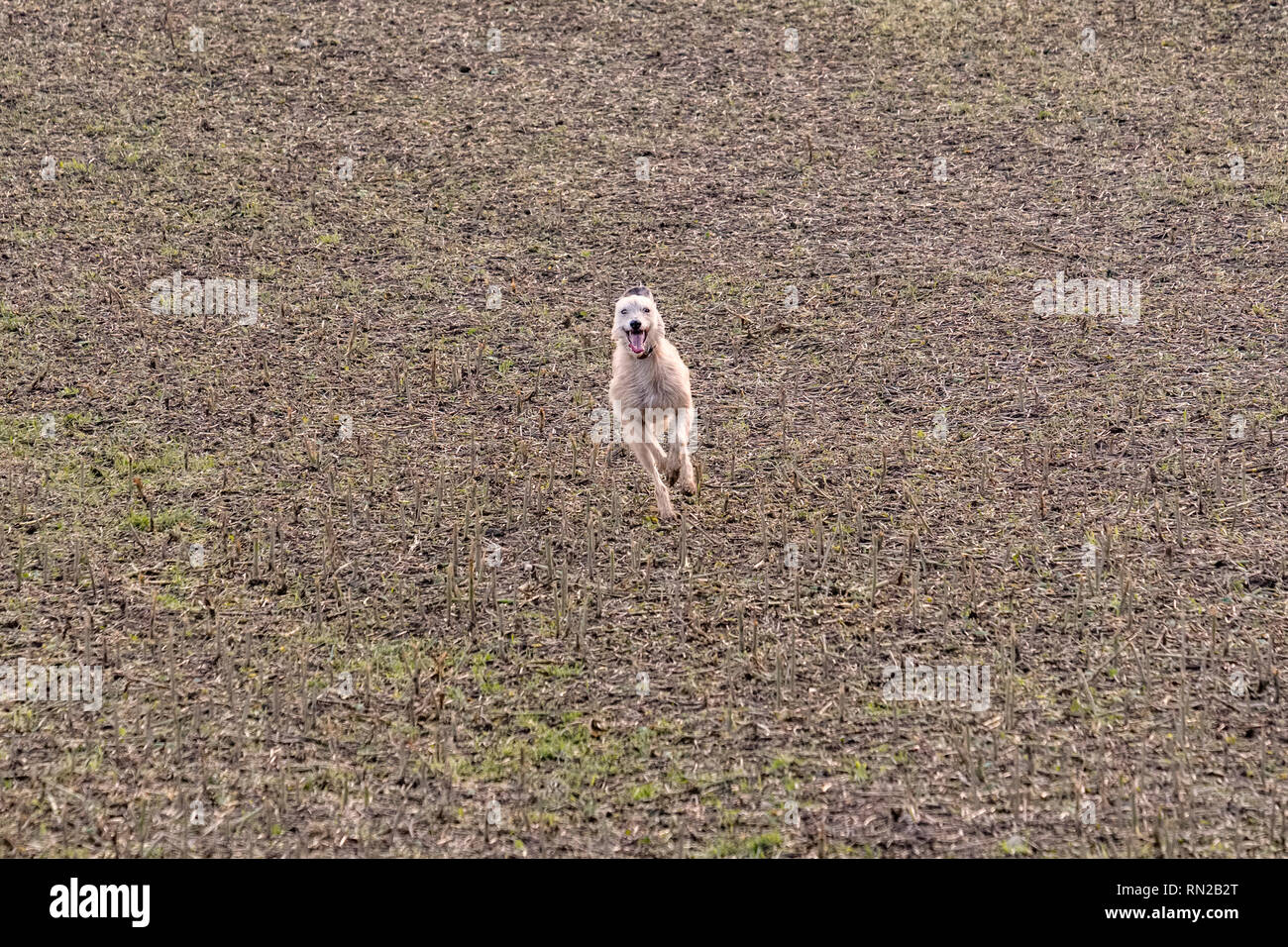 A lurcher dog running across a field towards the camera, with a happy expression on its face. Herefordshire, UK Stock Photo