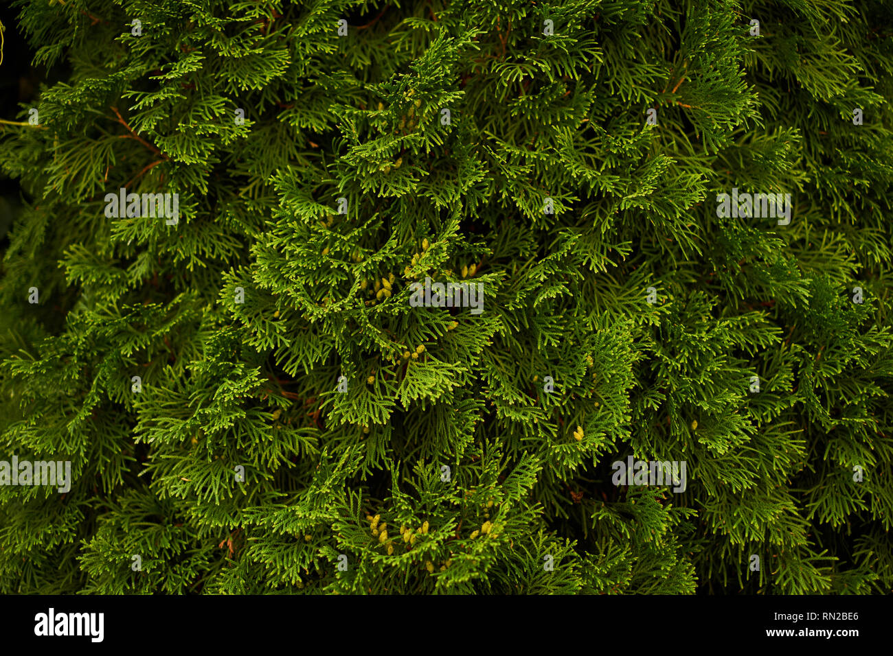Ornamental shrubs Wall shrubs green background bush Stock Photo
