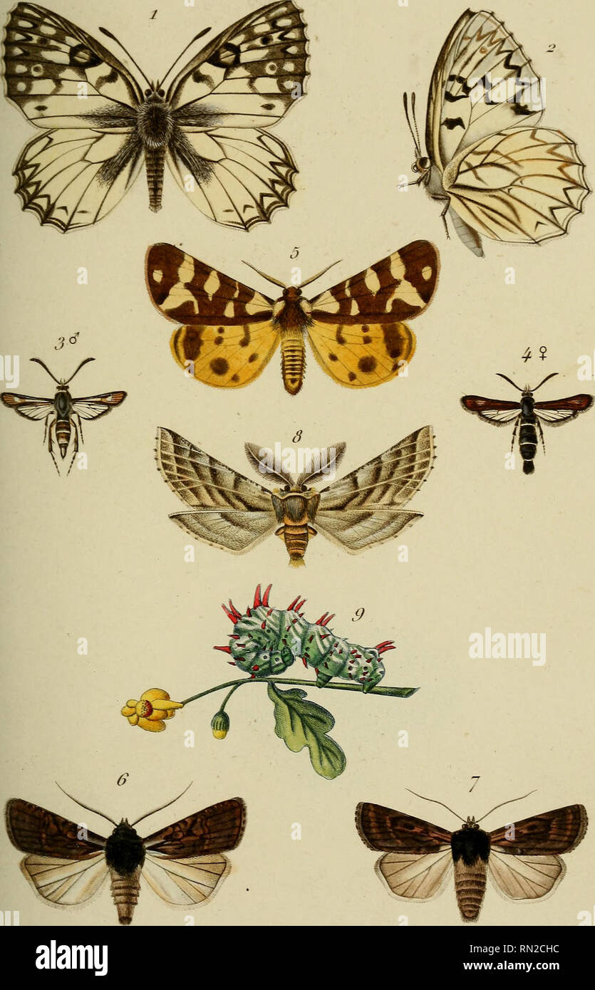 . Annales de la Société entomologique de France. Insects; Insects. Innah'S de la Socird- cnfomoloi/iijiic &lt;/c Frnna 3r Série J'orne m.lISliU). J'L/2.. JC. /ie//ivr et Mi^netii&amp;.v p^ Reim/fet scufp. /-i'. Ar(fc l'an Plcsaura cf ç. /?&lt;/A,v. Cy-j. Jçrc?fïs Far Ûrridcntalis 6 ^.Jie/L J-4. Si'Sf'a hi/mcnoplerijflnnis 6 o.Be/l. â. .Ipochclmajlabcllaria^. J/ee&lt;fcr. ô. Chclonia TiUica &lt;:^.i.i,m.Var.? cf. C/ivnUlc deJpochJ^liibcllaria. Imp.J/ou,j-/c.à/'a. Please note that these images are extracted from scanned page images that may have been digitally enhanced for readability - colorati Stock Photo