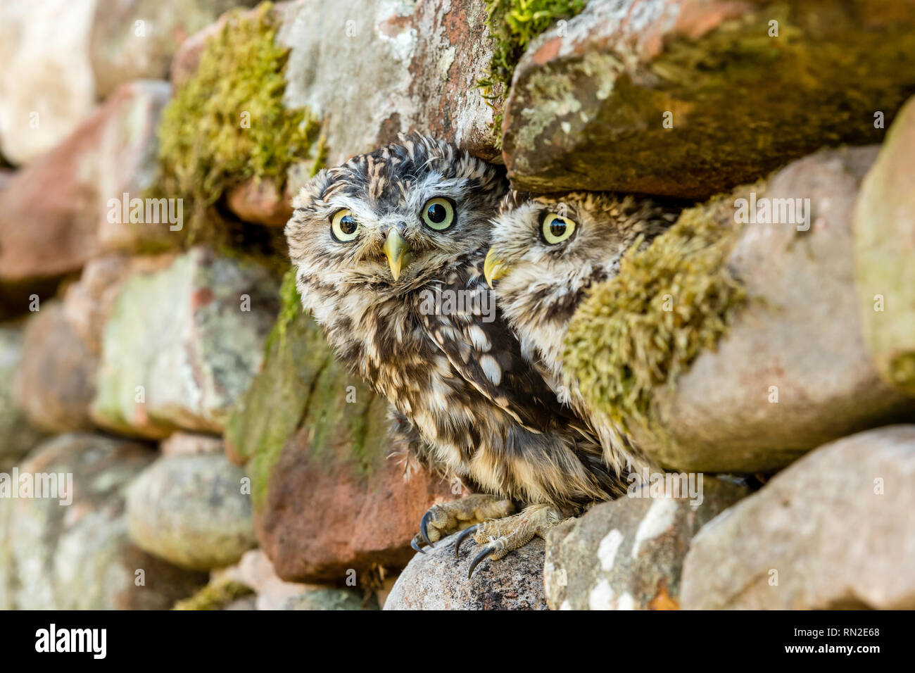 Owls (Athene noctua). Two little owls in natural habitat, perched in dry stone walling and peeping out. Little owls have large yellow eyes.  Landscape Stock Photo