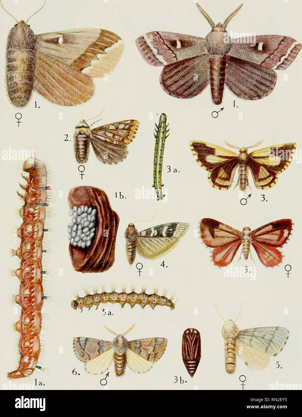 . Annales de la science agronomique franaise et trangre. Agriculture; Art -- France; Agriculture experiment stations -- France. Traité d'Entomologie Forestière PI. IV.. Â. BARBEY Jel. el pinx. SADAG, imp. INSECTES DES PINS 1, la, I b. Bombyx pini L. 2. Noctua piniparda Panz. 3, 3a, 3b. Fidonia piniaria Tr. — 4. Phycis abietella Z. K. — 5, 5 a. Cnethocampa pityocampa Schiff. 6. Cnethocampa pinivora Tr.. Please note that these images are extracted from scanned page images that may have been digitally enhanced for readability - coloration and appearance of these illustrations may not perfectly re Stock Photo
