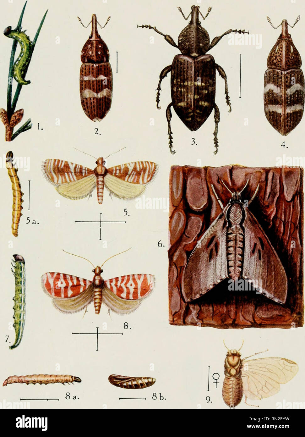 . Annales de la science agronomique franaise et trangre. Agriculture; Art -- France; Agriculture experiment stations -- France. Traité d'Entomologie Forestière PI. m.. A. BARBEY, del. ci pinx SADAG. imp. INSECTES DES PINS 1. Lophyrus pini L. — 2. Pissodes notatus F. — 3. Hylobius abietis L. — 4. Pissodes pinl L. ^ 5, 5a. Retinia turionana Hbn. — 6. Sphinx pinastri L. — 7. Noctua piniperda Panz. — 8,8a,8b. Retinia buoliana Schiff. — 9. Lophyrus ruius Rtzb.. Please note that these images are extracted from scanned page images that may have been digitally enhanced for readability - coloration and Stock Photo