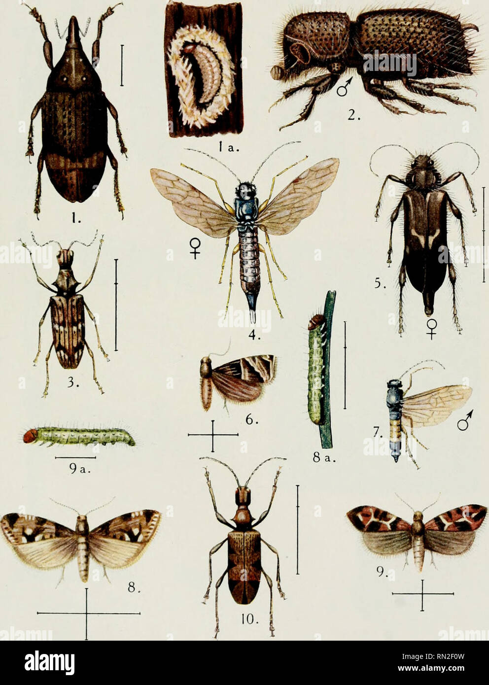 . Annales de la science agronomique franaise et trangre. Agriculture; Art -- France; Agriculture experiment stations -- France. Traité d'Entomologie Forestière PI. II.. A. BARBEY del. et pinx. 1, la. Pissodes piceae 11 — 4, 7. Sirex juvencus L. iS, 8a. Tortrix murinana Hbn. SADAG, imp. INSECTES DU SAPIN - 2. Tomicus curvidens Germ. — 3. Rhagium indigator Fabr. 5. Cerûmbyx bajulus L. — 6. Tortrix mgncana H. Scn. — 9,9a. Tortrix rufimitrana H. Sch. — 10. Rhagium inquisilor L.. Please note that these images are extracted from scanned page images that may have been digitally enhanced for readabili Stock Photo