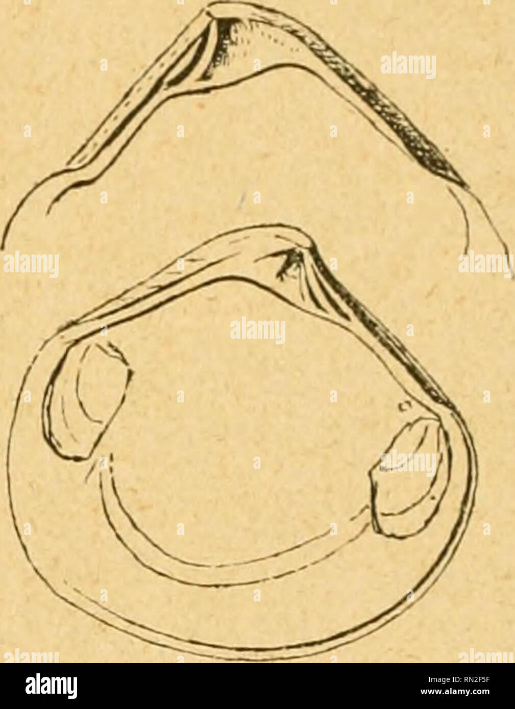 . Annales de la Société royale malacologique de Belgique. Mollusks; Zoology. BULLETIN DES SÉANCES. ANNÉE 1895 CXXXVII lieu de ne trouvei* qu'une espèce, il y en a trois bien caractérisées. Celle qui nous occupe est le C. Woodi, G. Vinc. inss., nom que l'on ne peut conserver parce qu'il a été utilisé pour une autre espèce. Des trois espèces de Crassatelles arrondies des sables de Wemmel, c'est la seule qui avoisine réellement C. trigonata, Lmk; elle s'en distingue cependant bien par la forme plus arrondie, due à la lon- gueur moindre du bord dorsal postérieur et à la pourbure plus accusée du cô Stock Photo