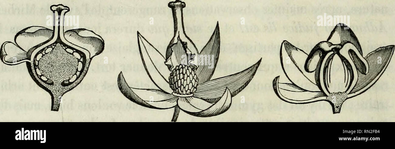. Annales de la Société Linneenne de Maine-et-Loire. 236 souvent, dans ce cas, les placentas sont placés dans l'angle interne de chaque loge, Mesembryanthemum cordifolium, Tremandra verticillata, fig. 31.. FiG. 2i. Samolits Valerandi. FiG. 25. Anagallis arvensis. FiG. 26. Rheum palmatum.. Please note that these images are extracted from scanned page images that may have been digitally enhanced for readability - coloration and appearance of these illustrations may not perfectly resemble the original work.. Société linnéenne de Maine-et-Loire. Angers Stock Photo