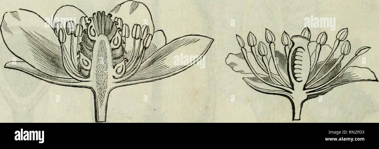 . Annales de la Société Linneenne de Maine-et-Loire. FlG. 16. Ranunculus sceleratus. FiG. 15. Afyosurus minimus.. FiG. 17. lianunculus repens. FiG. 18. Actœa spicata. dans le Ranunculus repens, fig. 17, il se réduit à un cône. Le gynécée occupant le sommet organique : on voit que dans tous ces cas, l'androcée se trouve au-dessous de lui ; il est donc vrai de dire que l'insertion des étamines est hyjMgynique. Mais poursuivons les transformations de l'axe : dans Y Actœa, fig. 18, ce n'est plus un cône mais un plateau, en sorte que le sommet organique est au. Please note that these images are ext Stock Photo