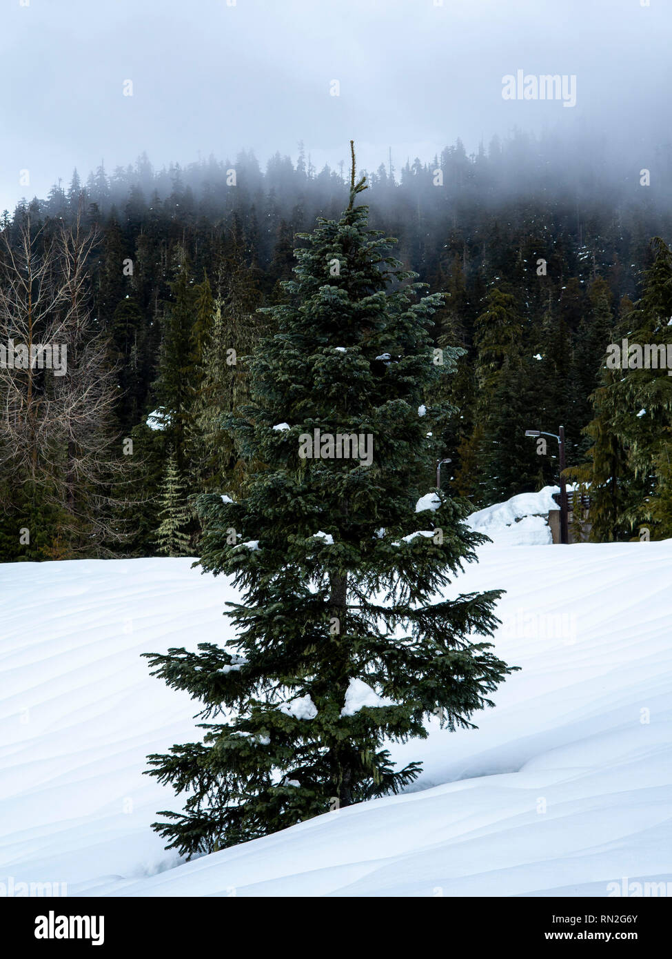 pine tree on snowy mountainside Stock Photo - Alamy