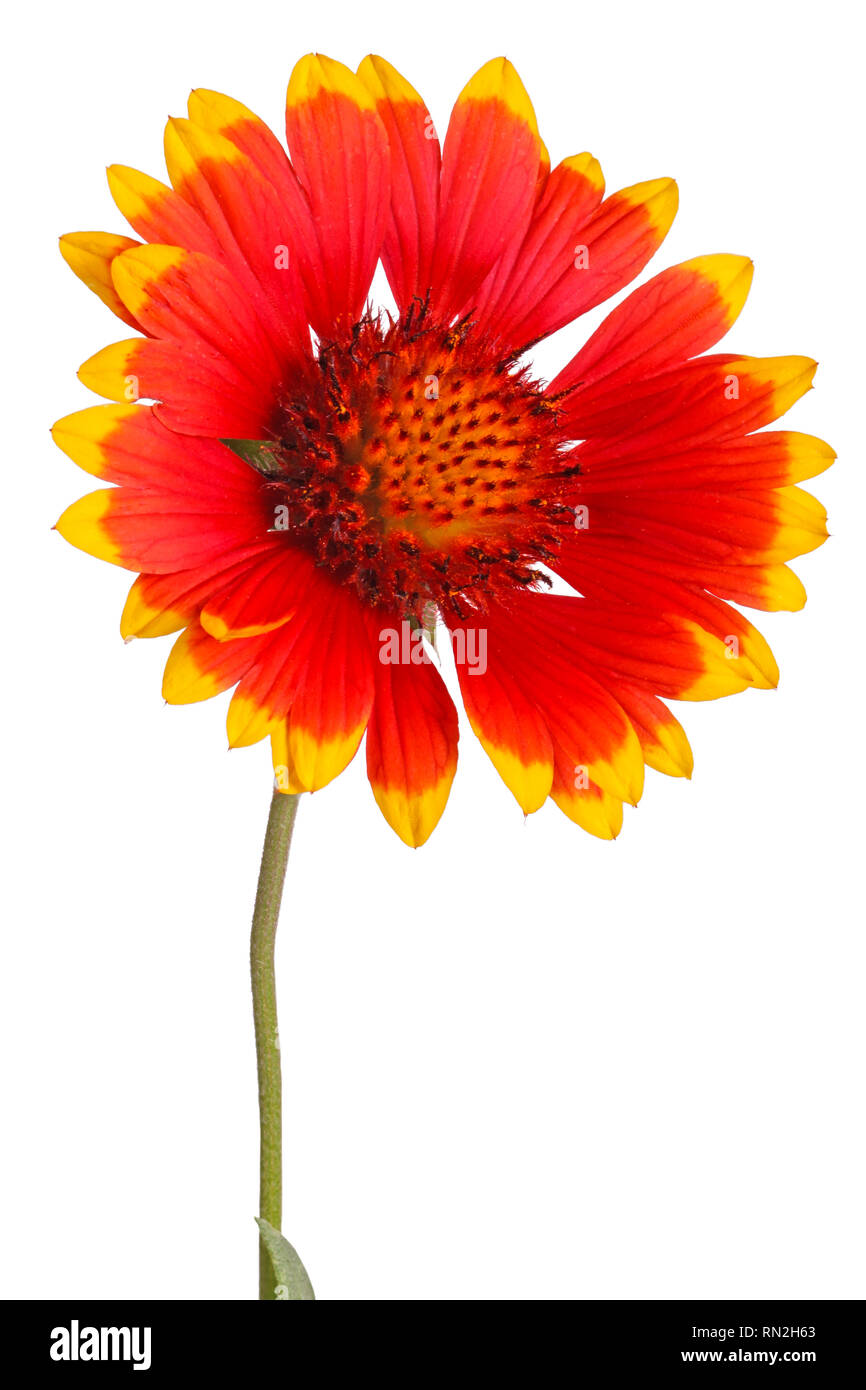 Red and yellow flower of the perennial Indian blanketflower, also known