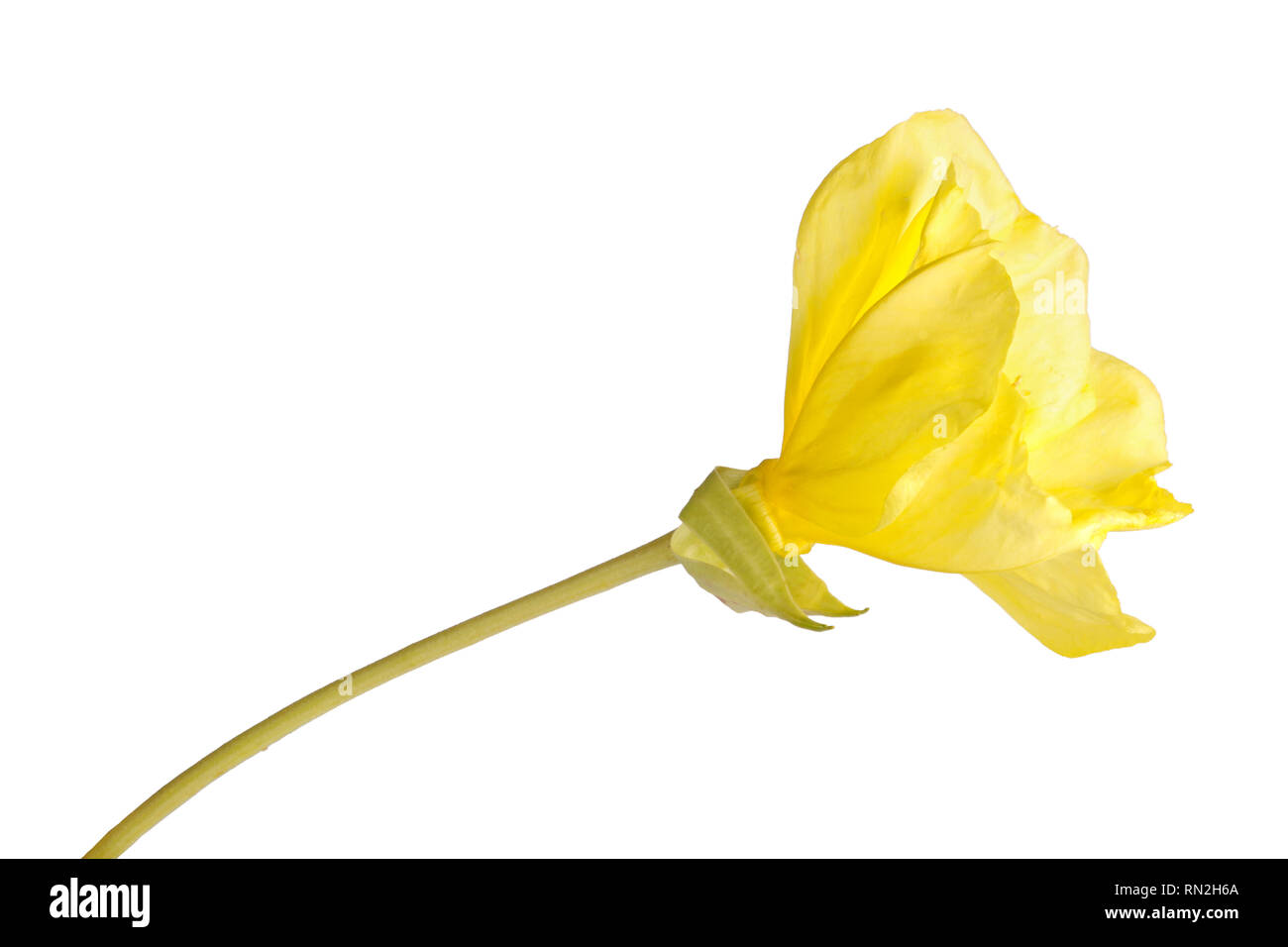 Side view of a stem with a single bright yellow flower of Missouri
