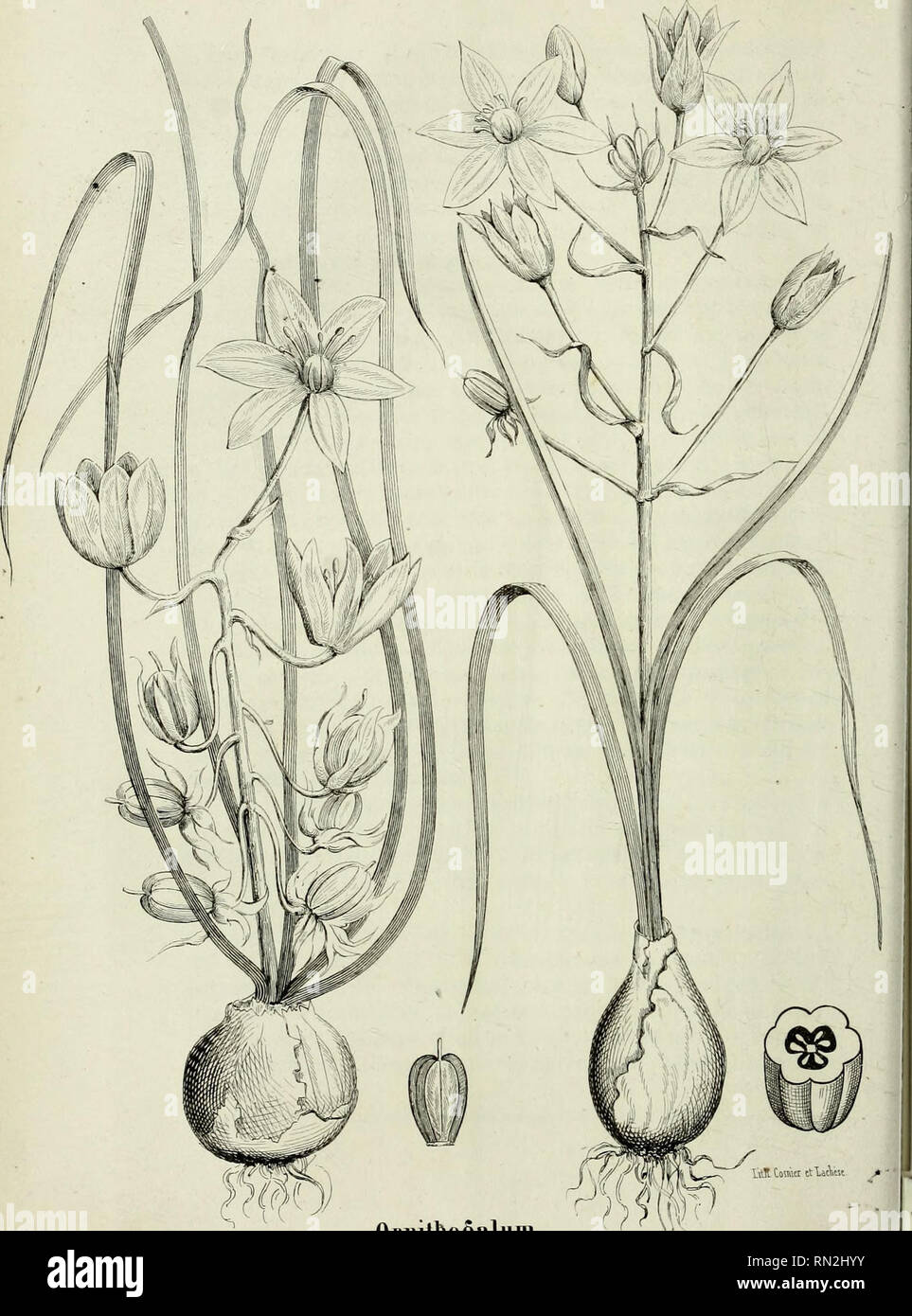 . Annales de la Société Linneenne de Maine-et-Loire. PL BI.. lilïtauct rtlacVst * ' refrachim Kit Ornithogalum umbellatum L.. Please note that these images are extracted from scanned page images that may have been digitally enhanced for readability - coloration and appearance of these illustrations may not perfectly resemble the original work.. Société linnéenne de Maine-et-Loire. Angers Stock Photo