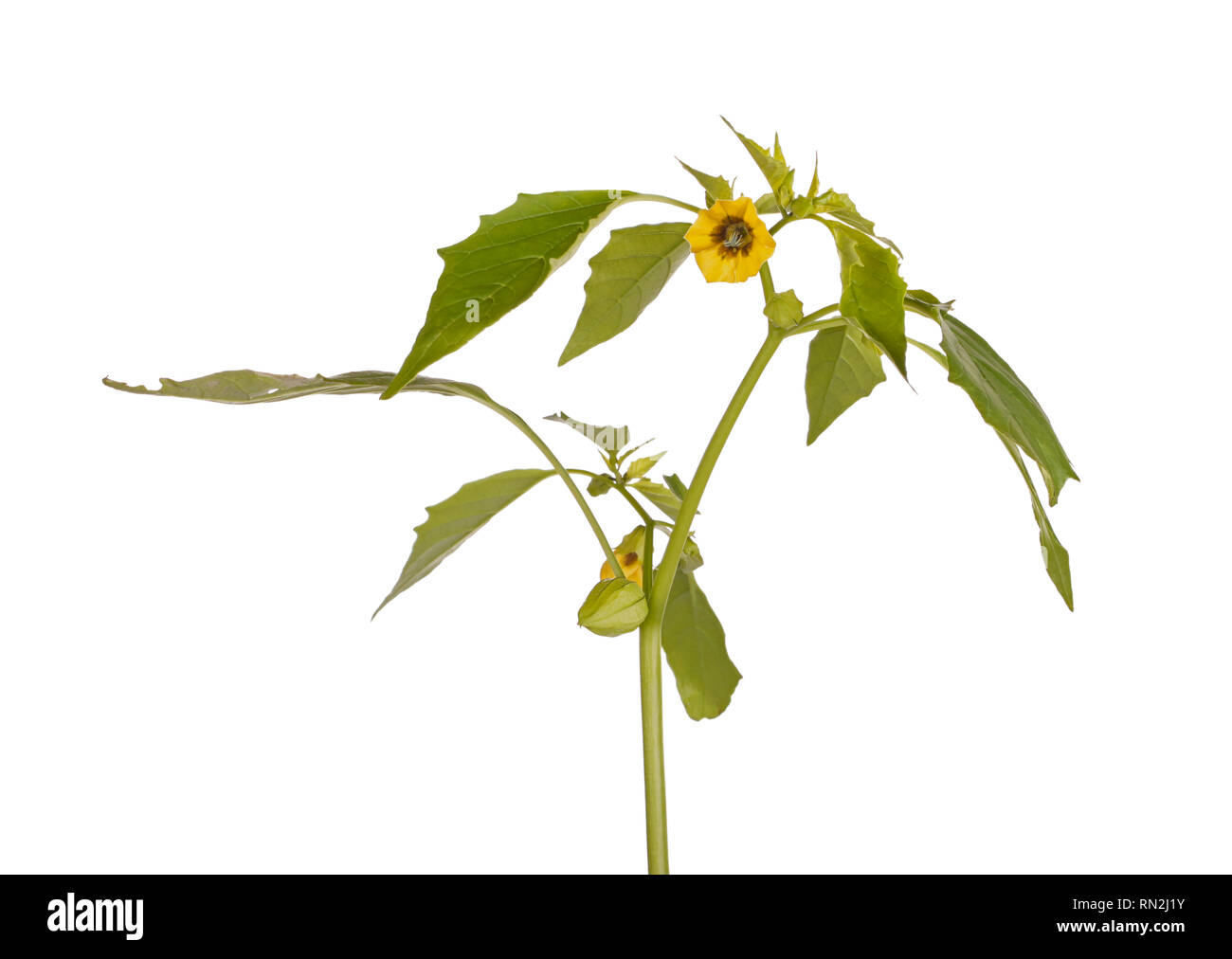 Open flower, leaves and developing buds of a tomatillo (Physalis philadelphica or ixocarpa) isolated against a white background Stock Photo