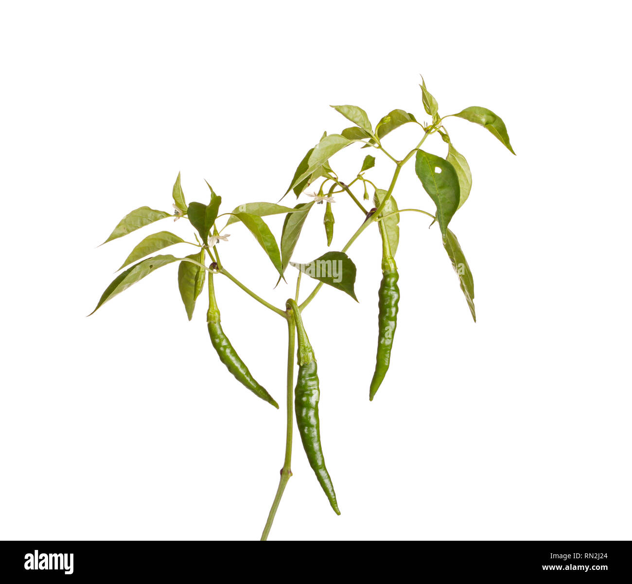 Stem with leaves, flowers and several developing green fruits of a hot chili pepper plant (Capsicum annuum) isolated against a white background Stock Photo