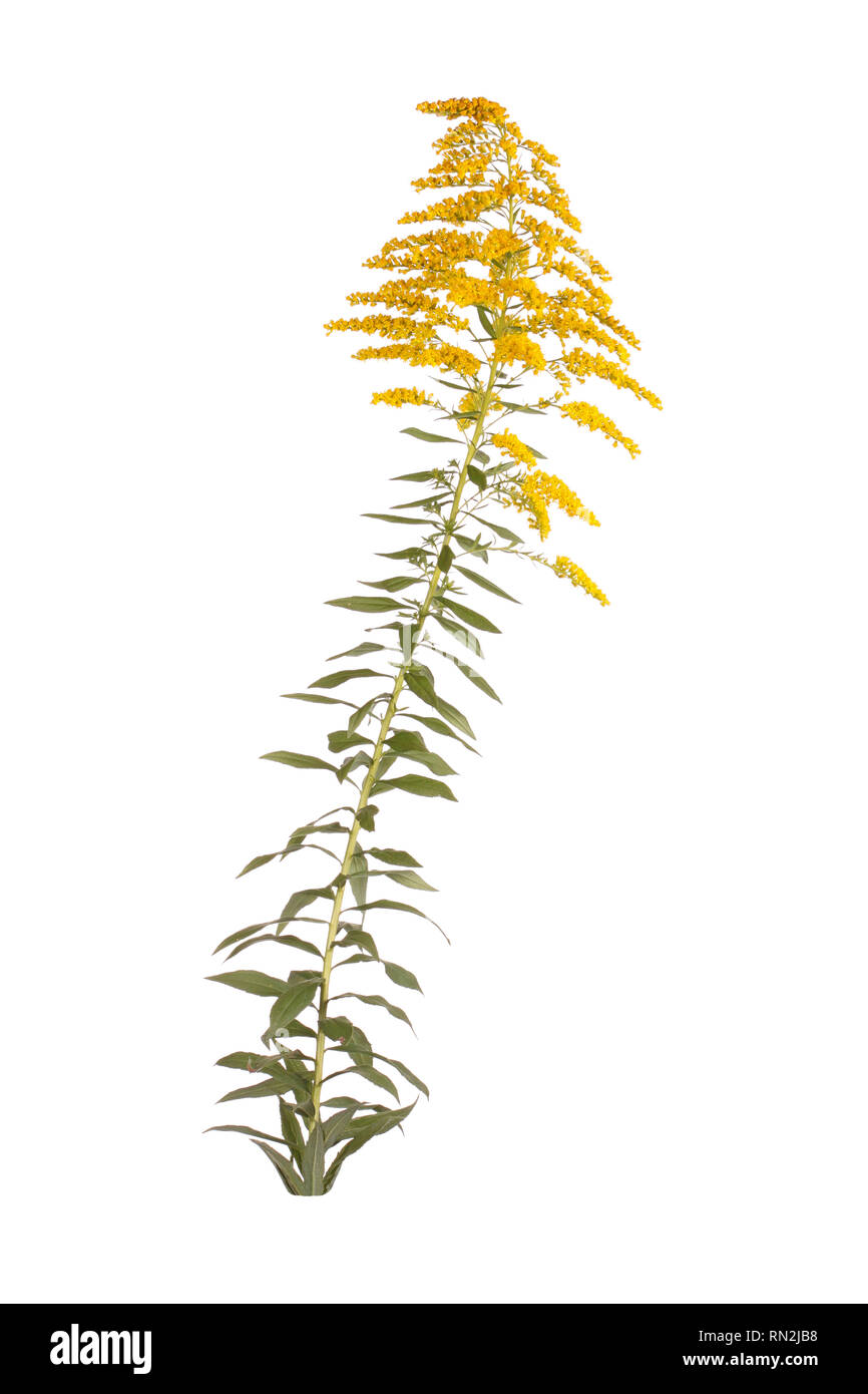 Stem with leaves and yellow flowers of goldenrod (probably Solidago canadensis or S. altissima) isolated against a white background Stock Photo