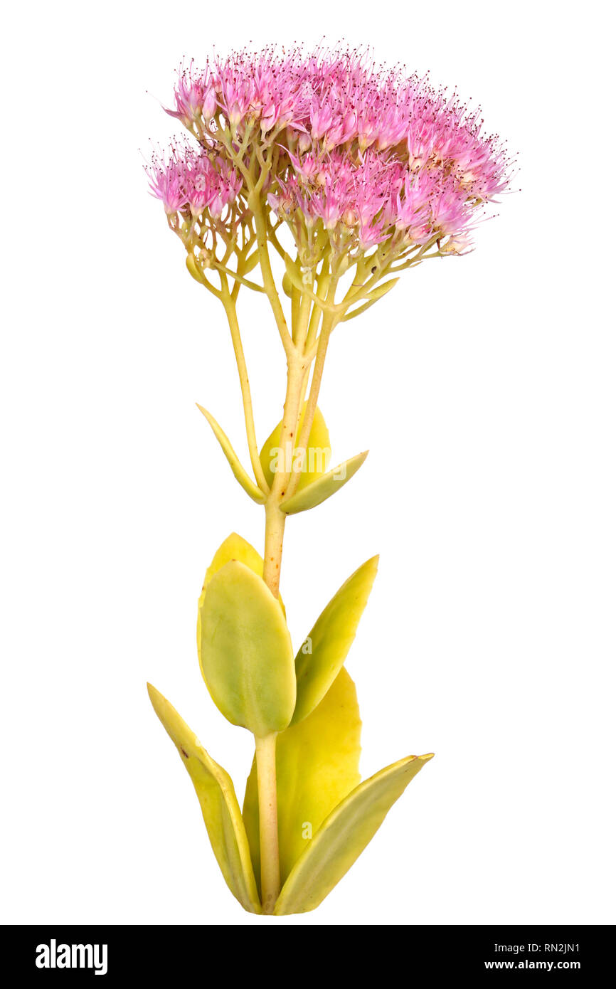 Stem with leaves and multiple heads of pink flowers from a sedum cultivar (Sedum or Hylotelephium spectabile) isolated against a white background Stock Photo