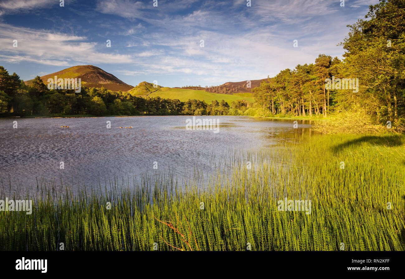 Sun shines on a small lake surrounded by woodland in the Eildon Hills above Melrose in the Scottish Borders. Stock Photo