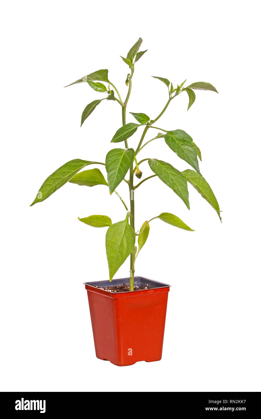 Single seedling of a hot pepper (Capsicum annuum) with buds and developing fruit in a red plastic pot ready for transplanting into a home garden Stock Photo