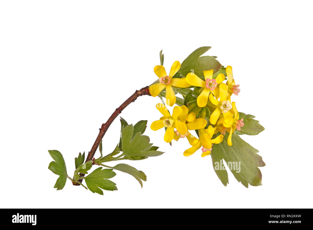 Stem with many yellow flowers of the North American native clove currant (Ribes odoratum) isolated against a white background Stock Photo