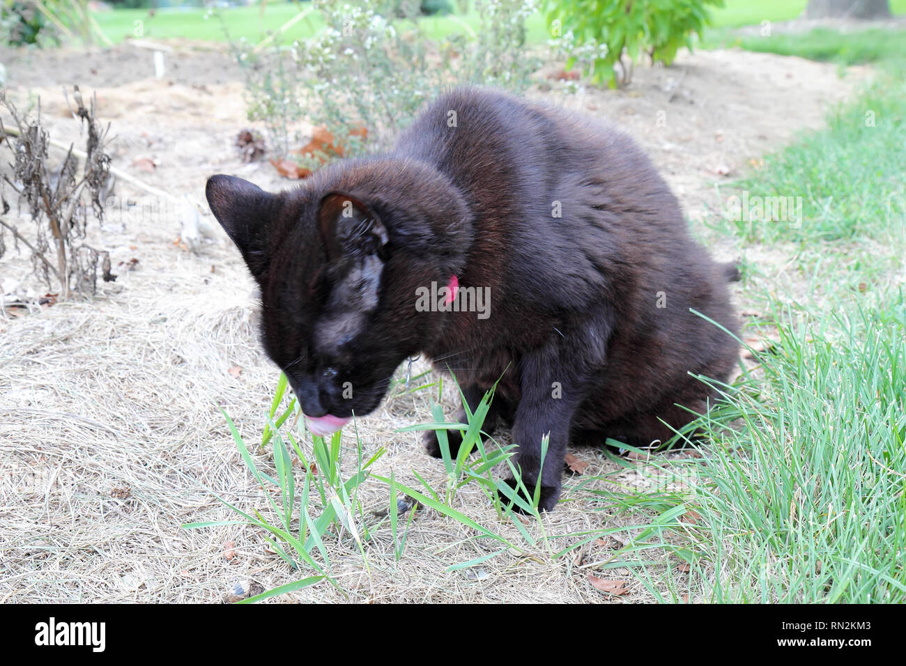 An all black domestic shorthair cat (Felis catus) with a red collar eats grass at the edge of a lawn Stock Photo