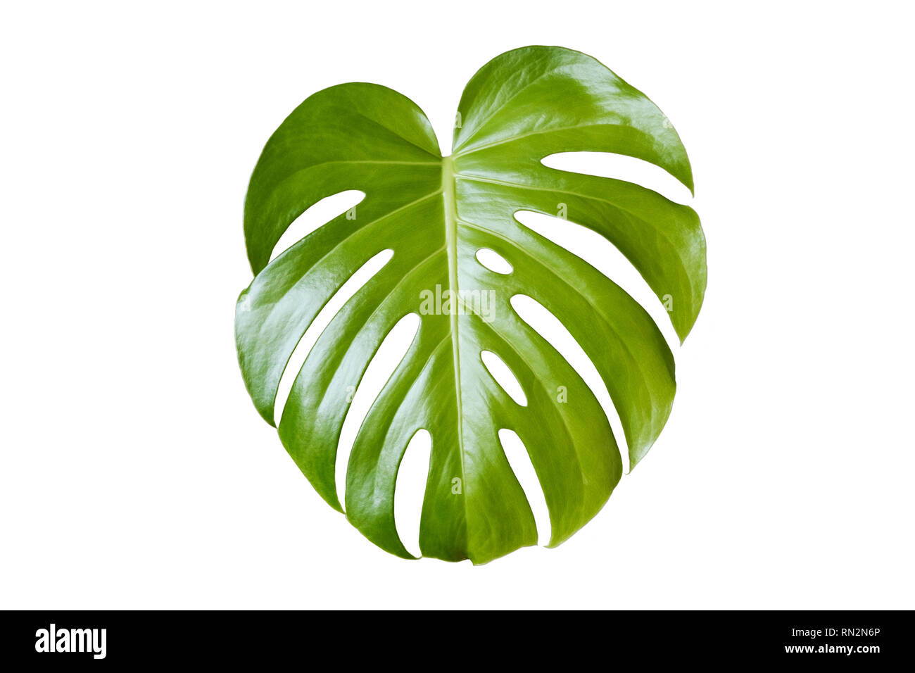 monstera leaf, philodendron plant leaf isolated on white background - Stock Photo