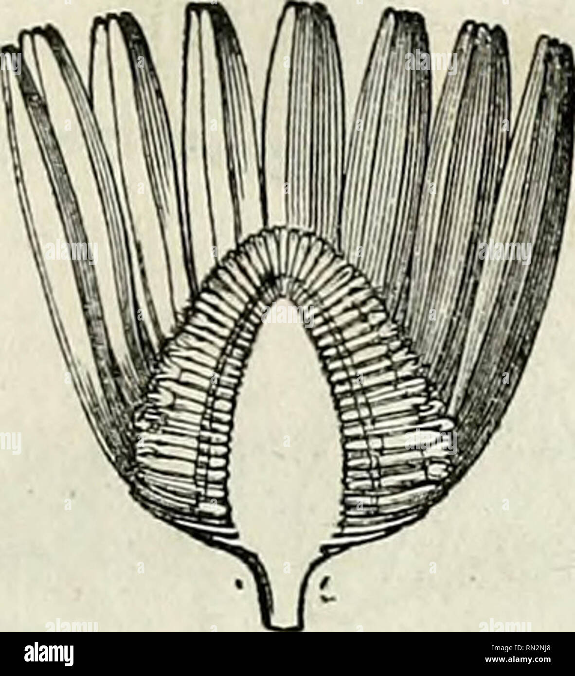 . Annales de la Société Linneenne de Maine-et-Loire. 223 Pijrethrum Parthenium (Matricaire), fig. 1, le réceptacle commun est un cône très-allongé; dans le Calenchda arvensis[^oncï], fig. 2, il est simplement bombé et hémisphérique ; il devient plan dans VAster grandifiora, fig. 3 ; c'est une coupe dans le Centaurea Fon- tcmesii, fig. 4.. Fig. 1. Pyrethrum Parthenium.. Please note that these images are extracted from scanned page images that may have been digitally enhanced for readability - coloration and appearance of these illustrations may not perfectly resemble the original work.. Société Stock Photo