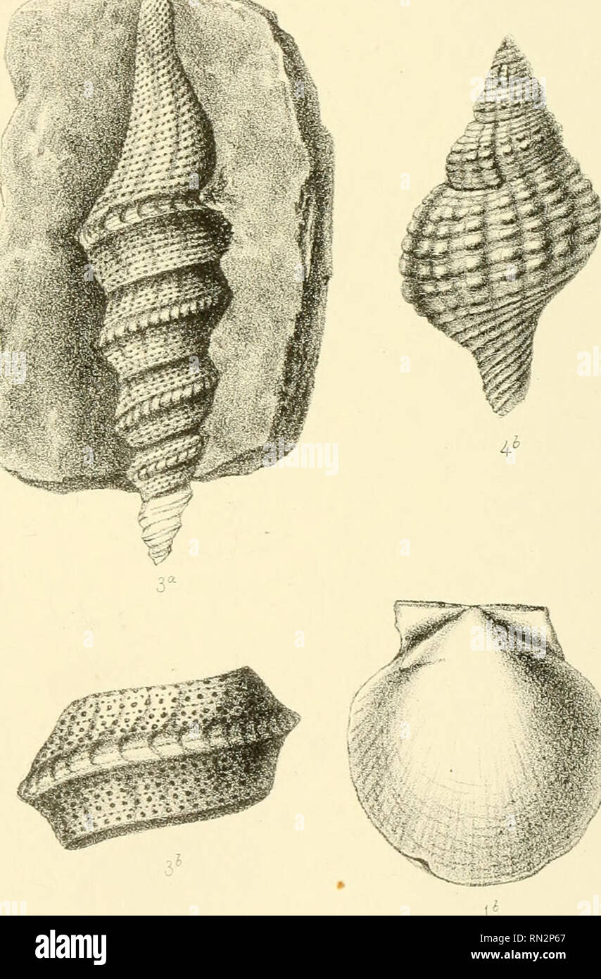 Annales De La Societe Malacologique De Belgique Mollusks Zoology A Jsss I 1 Pecten Mtidulus Amp Vincent 3 Pleurotoma Heberti Nyst Et Le H R 2 Peoten Solea Desk 4 Triton