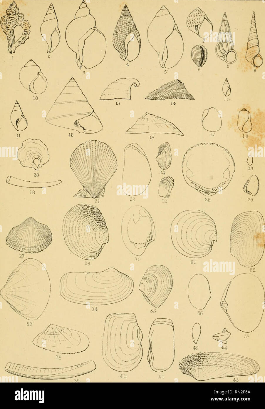 . Annales de la Société royale malacologique de Belgique. Mollusks; Zoology. AiviaZes de la S^Boz/ale^ Mcdacotoçiqice- de. Bdji^uqxx£^. Tom£, XVI a88-!) Pl.V. P Pidsenter. cuv. nat uivu Goii^ereyns.Bnixellci. Please note that these images are extracted from scanned page images that may have been digitally enhanced for readability - coloration and appearance of these illustrations may not perfectly resemble the original work.. Société royale malacologique de Belgique. [S. l. : s. n. ] Stock Photo