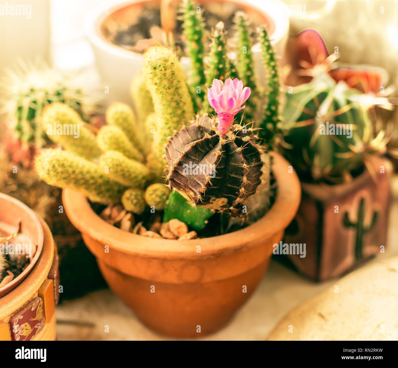 still-life with potted cactuses Stock Photo - Alamy