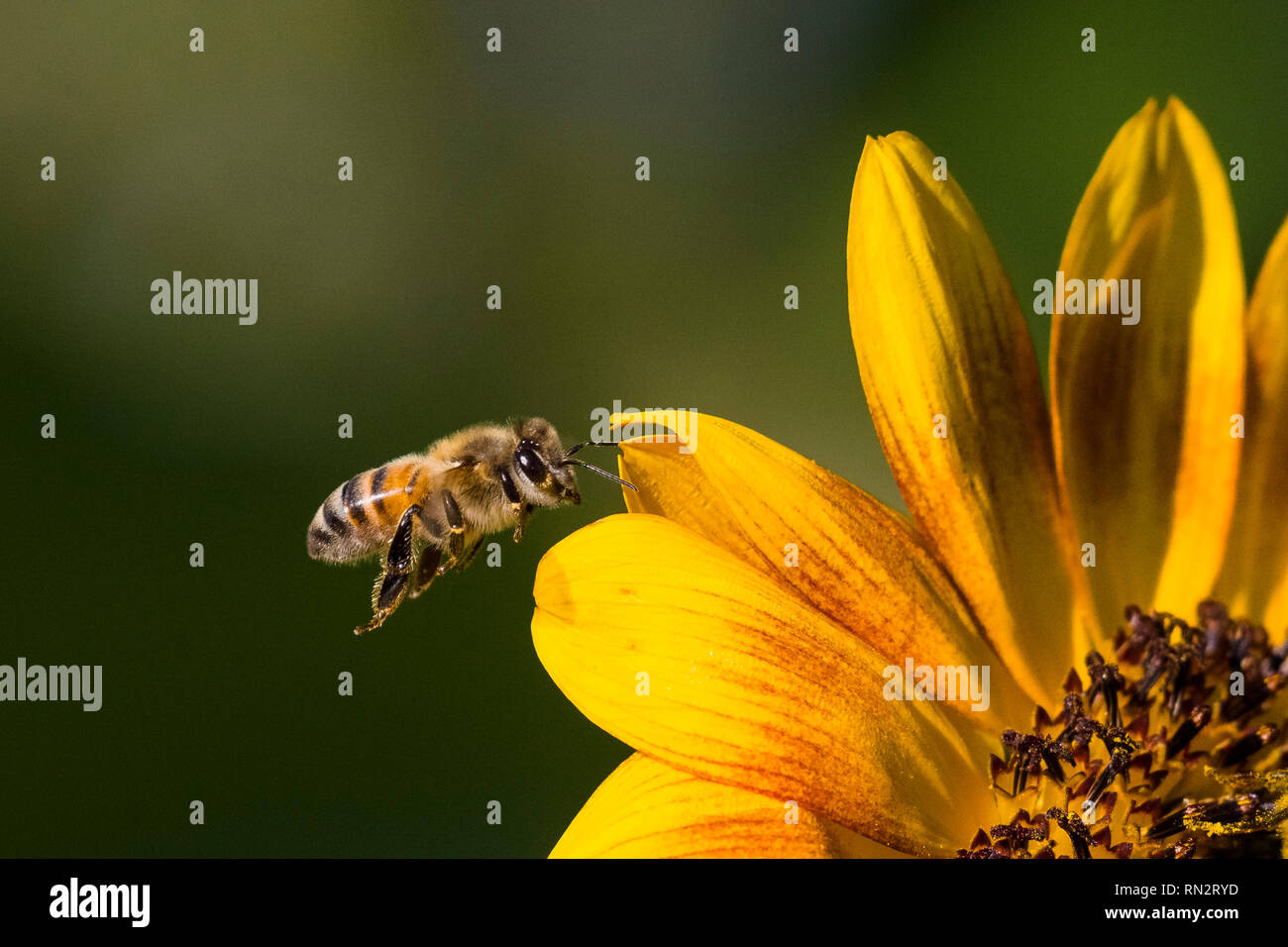 Close up of yellow flower pedals with a bee flying to flower Stock Photo