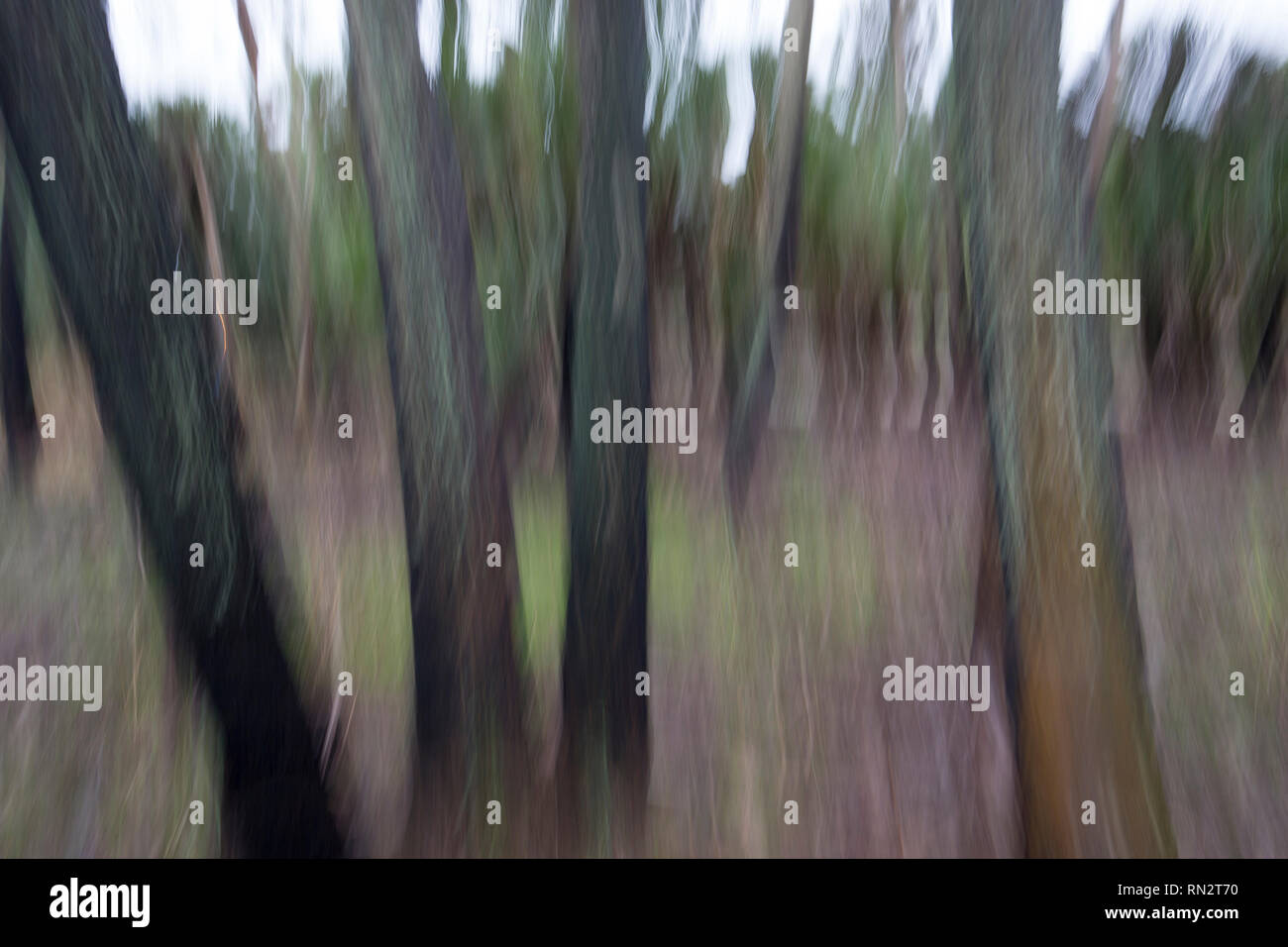 Abstract motion blurred dark gloomy trees in woods Stock Photo