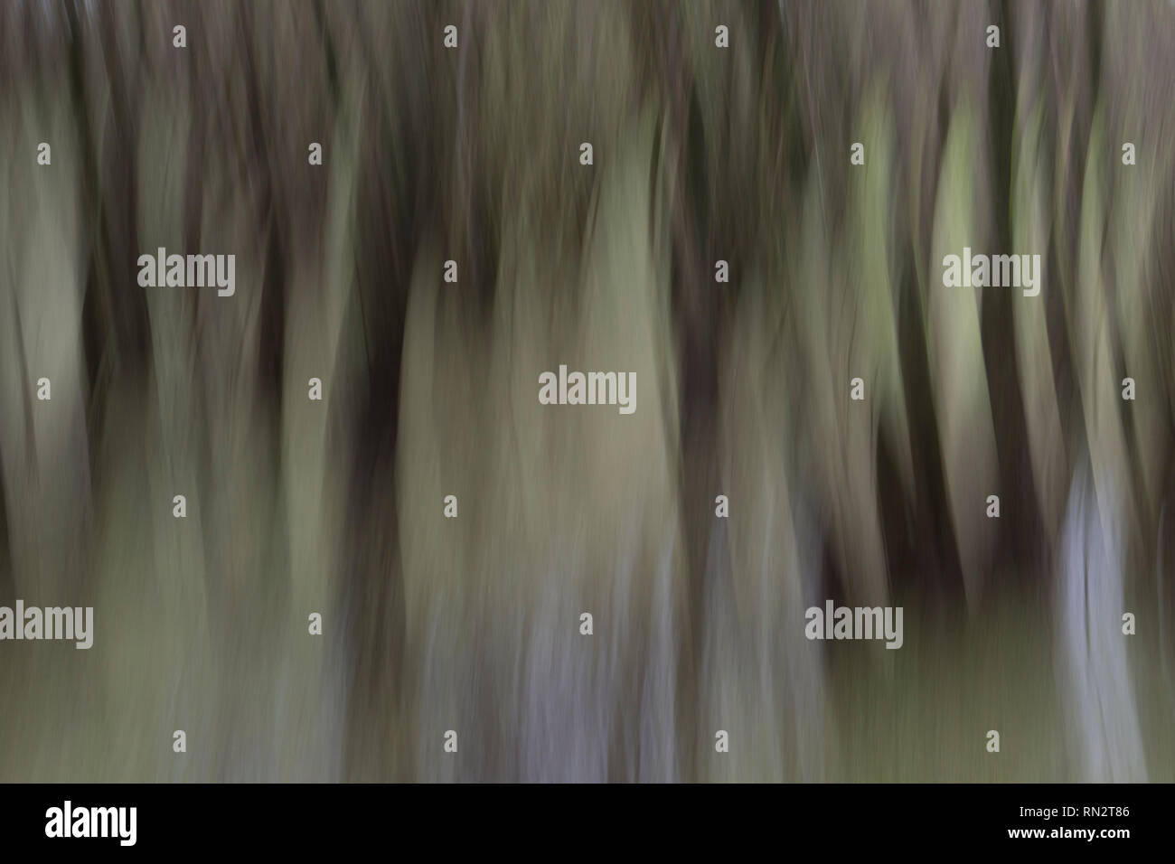 Abstract motion blurred dark gloomy trees in woods Stock Photo