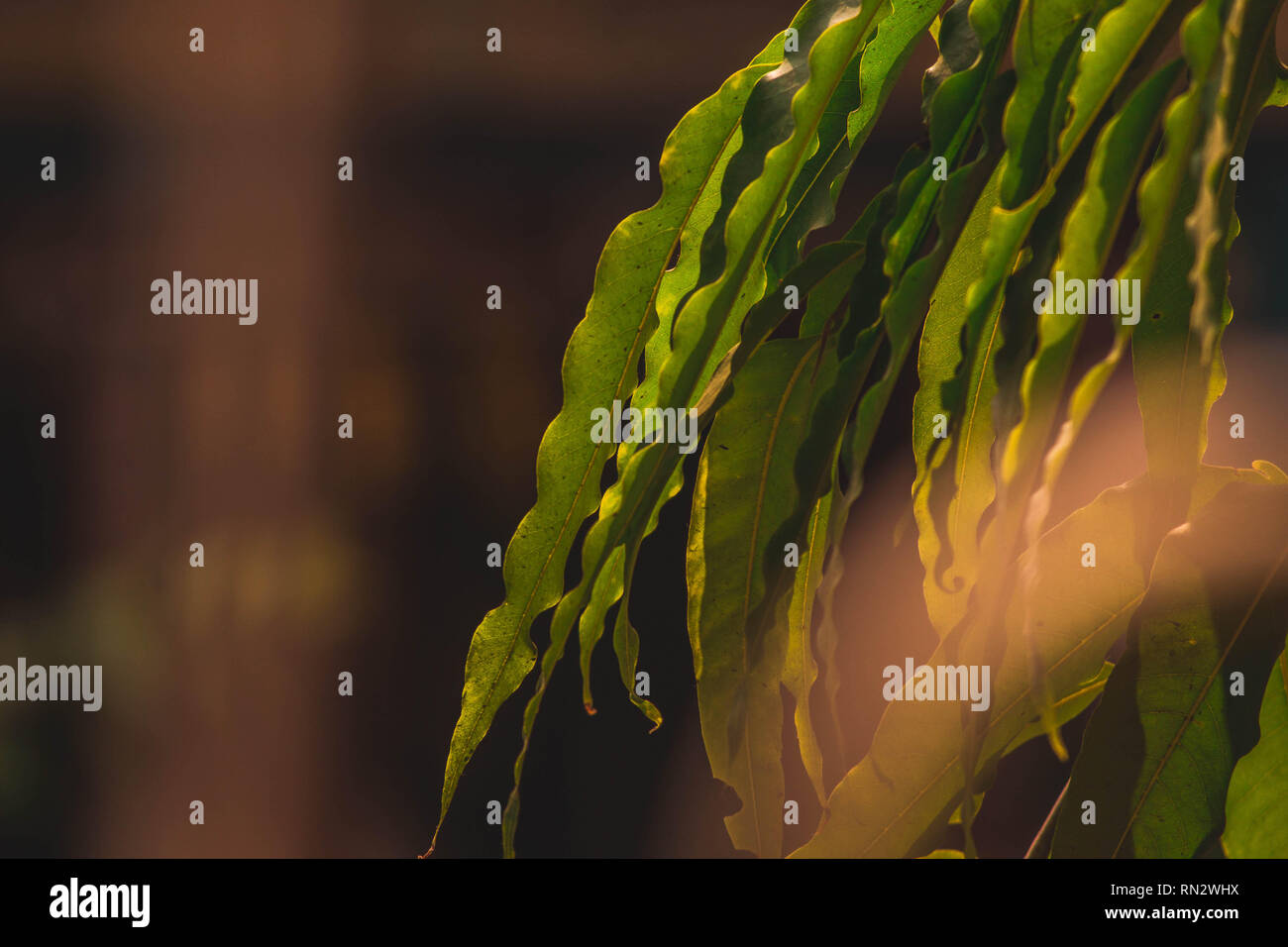 Sun kissed leaves hi-res stock photography and images - Alamy