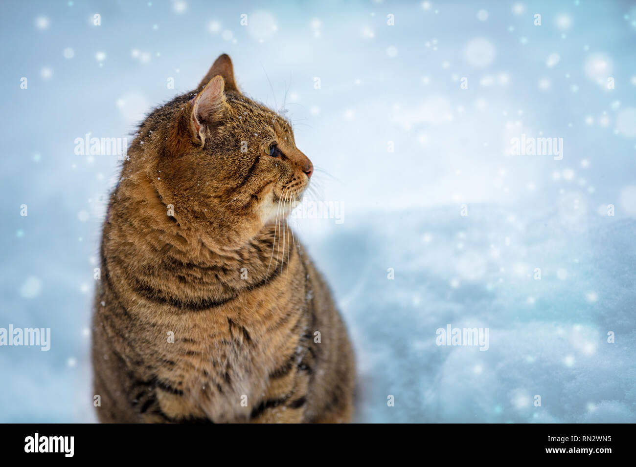 Cat walking in the snow in winter Stock Photo - Alamy