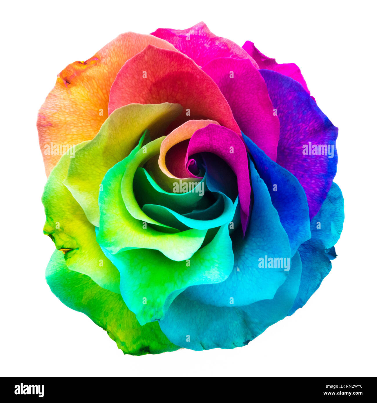 Closeup of a rainbow colored rose in full bloom on a white background Stock  Photo - Alamy