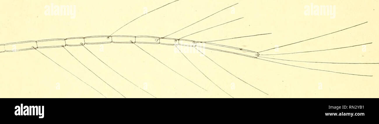 Roese High Resolution Stock Photography And Images Alamy