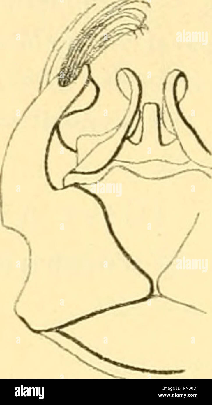 Page 2 Trape High Resolution Stock Photography And Images Alamy