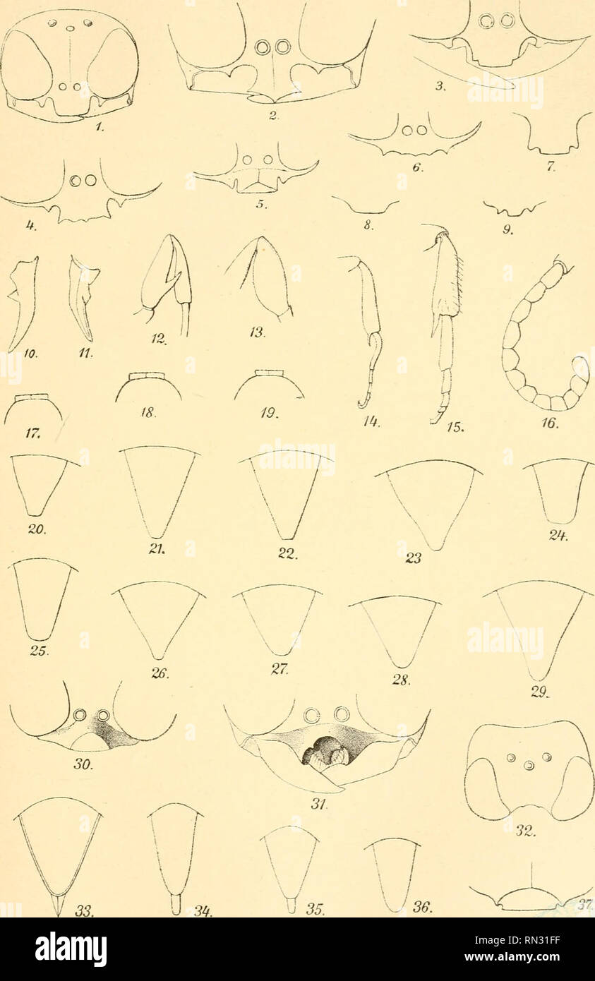 . Annalen des Naturhistorischen Museums in Wien. Naturhistorisches Museum (Austria); Natural history. Fr. Fr. Kohl: Die Crabronen der palaarktischen Region. Taf. I.. Autor et J. F'leischmann delin. Annalen des k. k. naturhist. Hofmuseums, Band XXIX, ig'S*. Please note that these images are extracted from scanned page images that may have been digitally enhanced for readability - coloration and appearance of these illustrations may not perfectly resemble the original work.. Naturhistorisches Museum (Austria). Wien, Naturhistorisches Museum [etc. ] Stock Photo