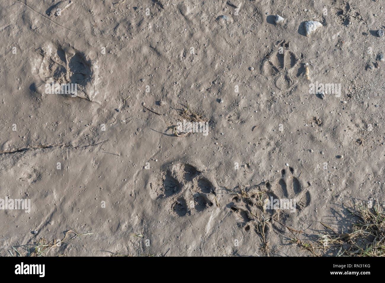 Dog paw prints on muddy footpath. Metaphor pet ownership, dog ownership. Also 'stick in the mud