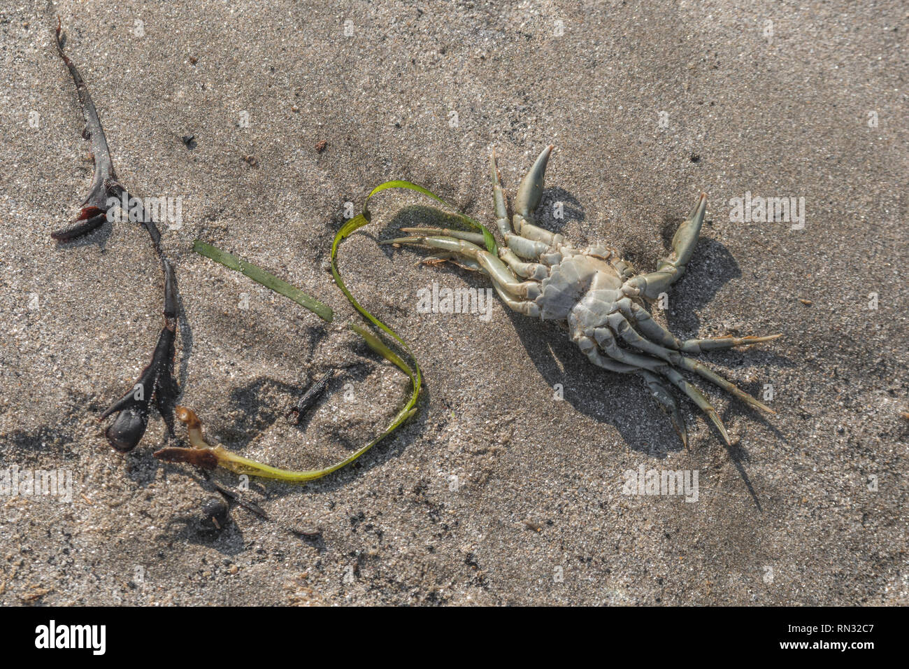 Dead As A Door Nail Stock Photos Dead As A Door Nail Stock