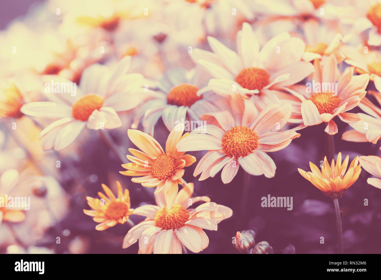 Vintage daisy flower background at sunset light Stock Photo