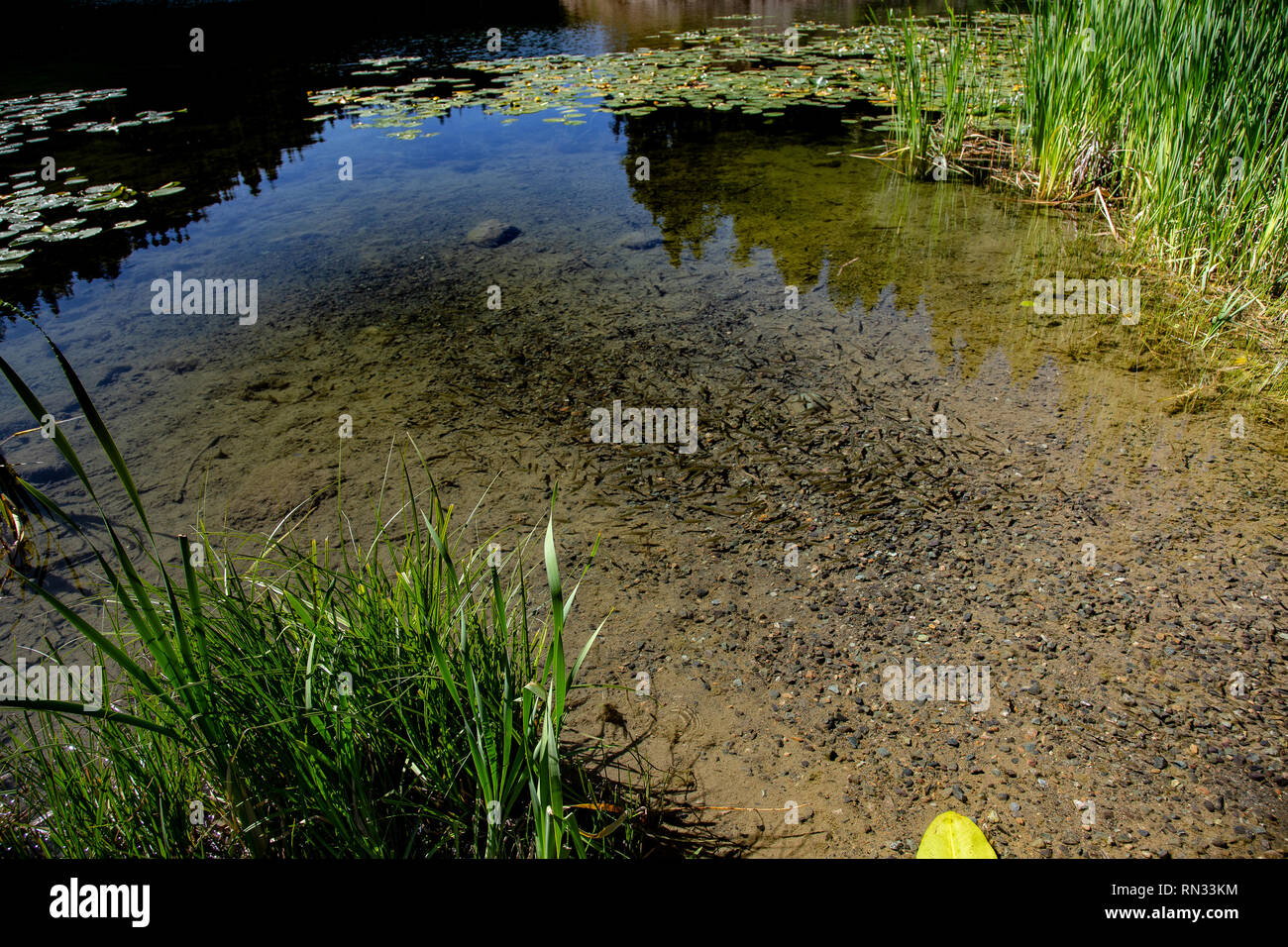 Many minnows in shallow water Stock Photo