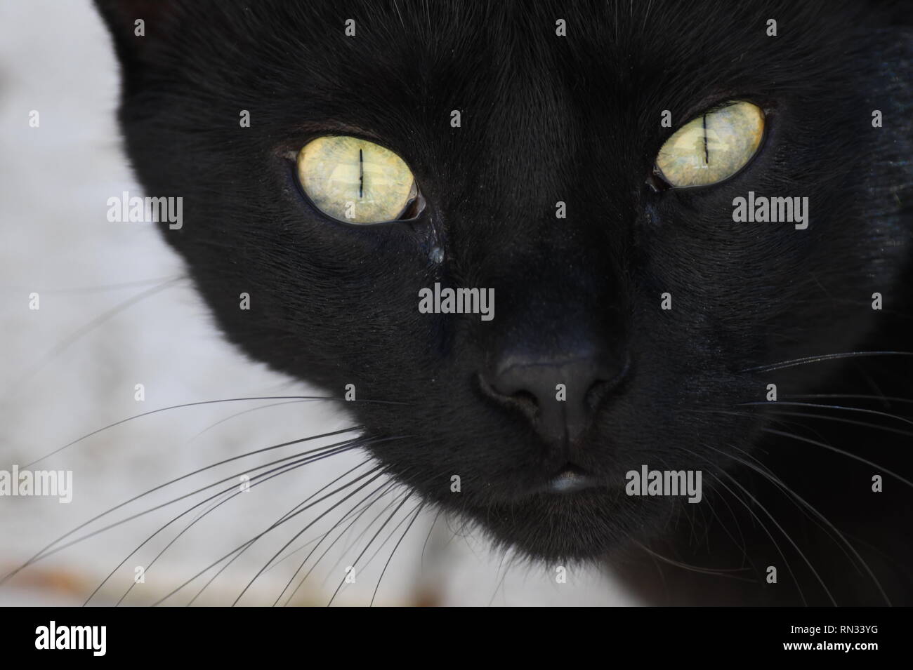 face of a mysterious black cat with green eyes seeking proximity Stock Photo
