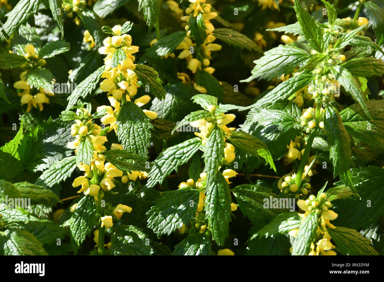 tasty honey plants  attracting with yellow blossoms Stock Photo