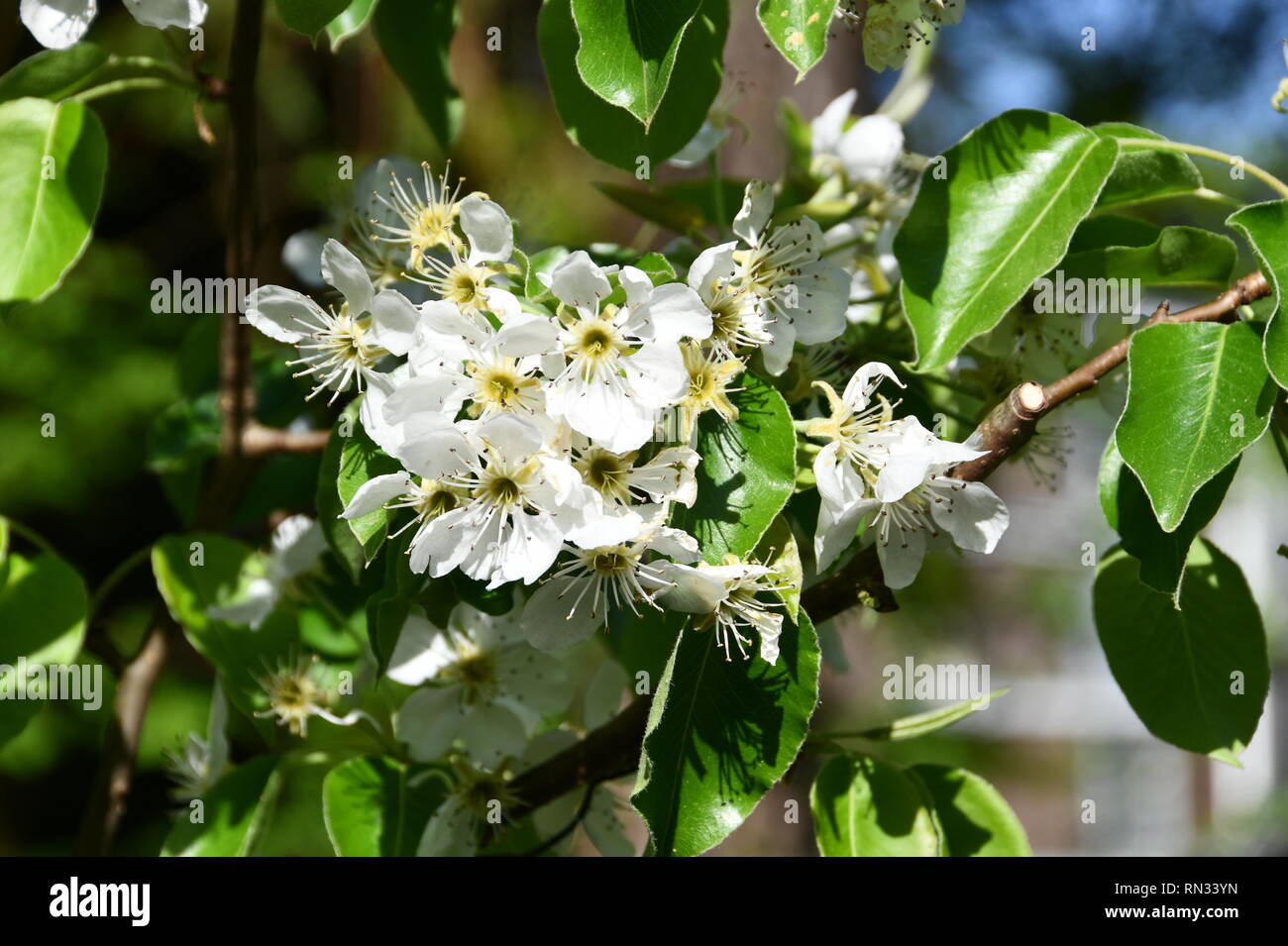 appleblossoms in spring Stock Photo