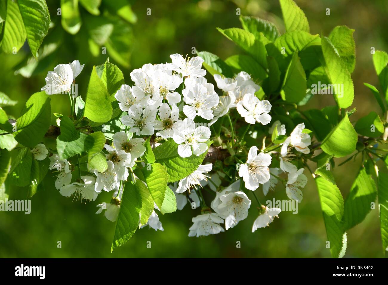 beautiful open  cherryblossoms Stock Photo