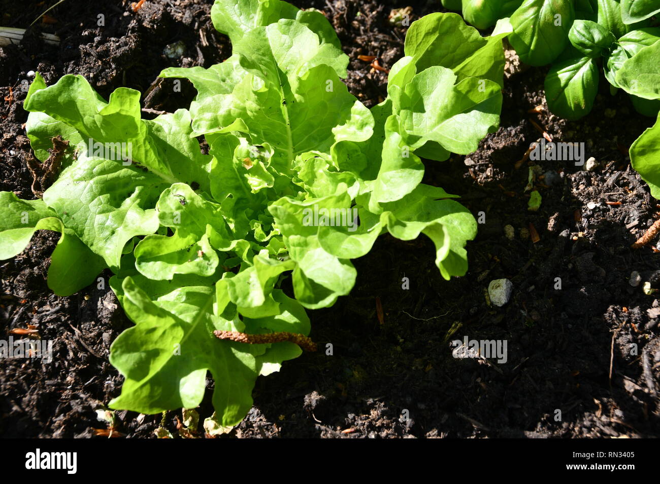 lactus  sativa var. crispa - Eichblattsalat direkt aus dem Garten Stock Photo