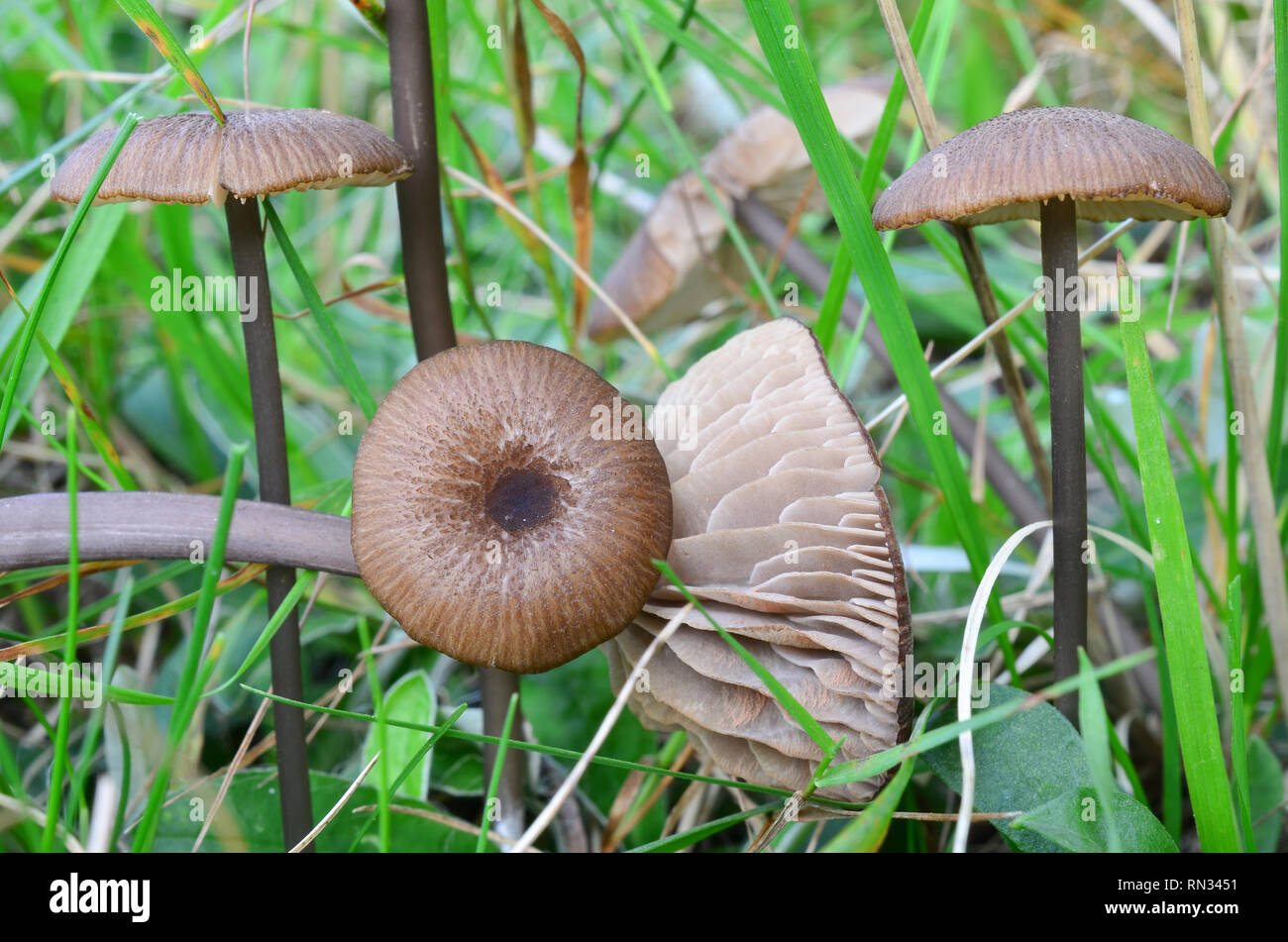 Entoloma sericeum or Silky Pinkgill mushrooms in natural habitat Stock