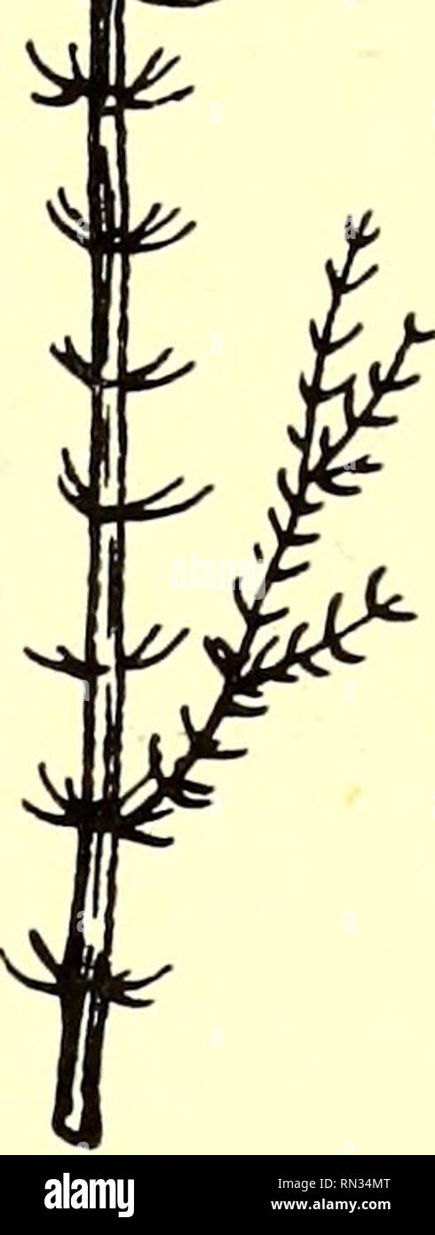 Kleiner Stern High Resolution Stock Photography And Images Alamy