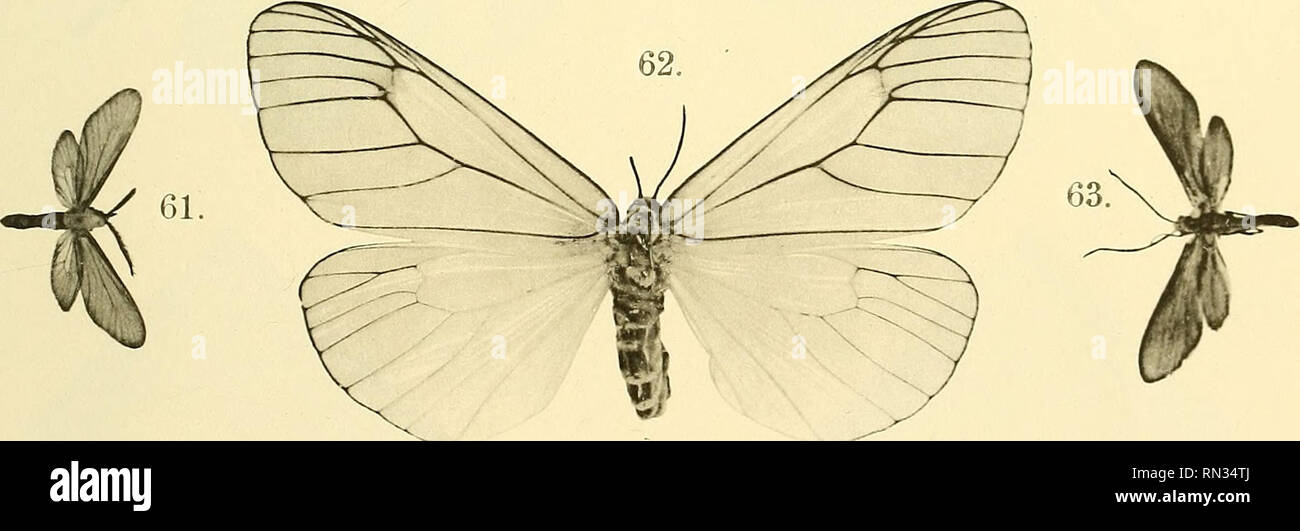 Annalen Des K K Naturhistorischen Hofmuseums K K Naturhistorisches Hofmuseum Vienna Austria Natural History Rrm