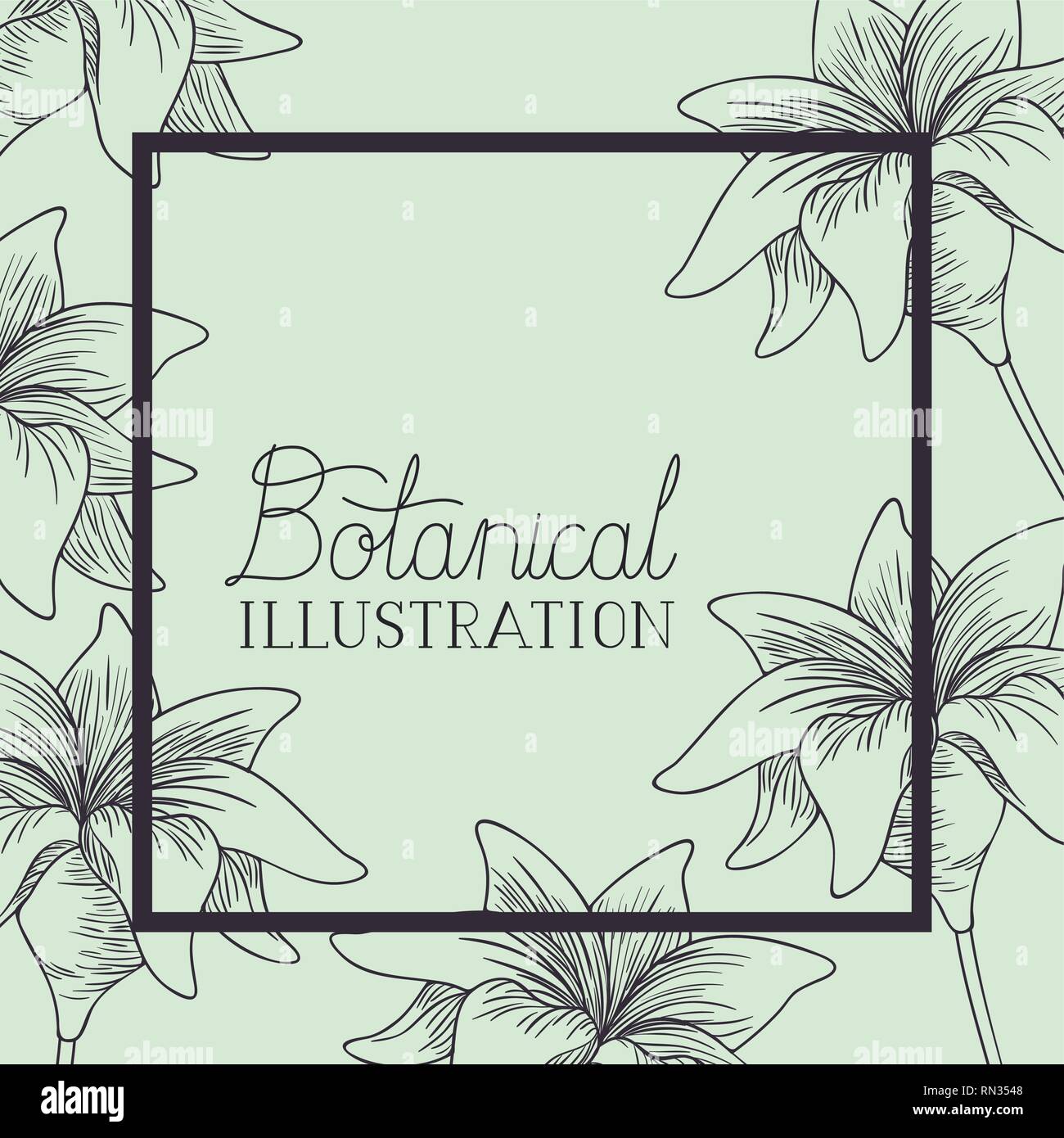 lily flowers decorative square frame Stock Vector Image & Art - Alamy