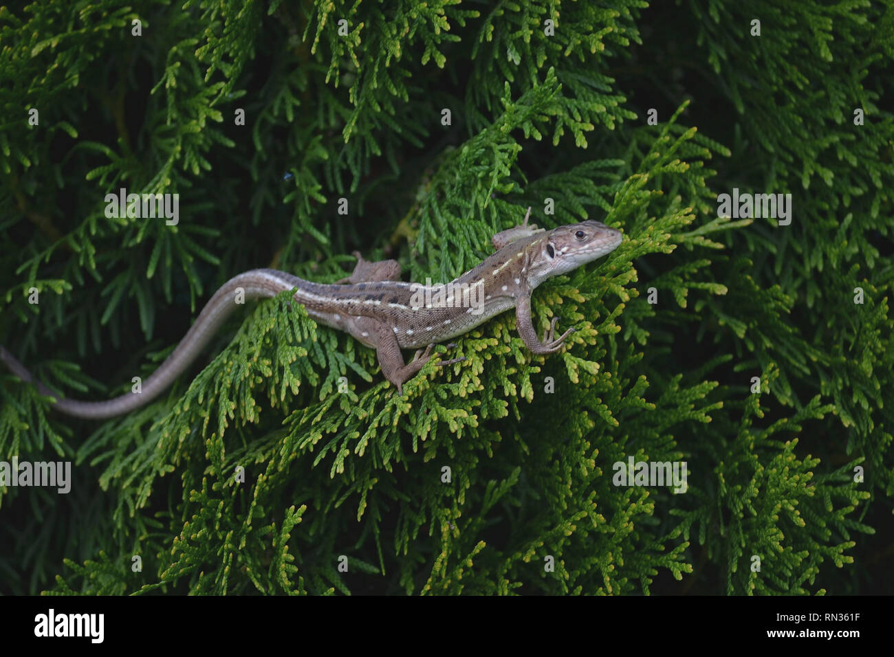 Sand lizard, Lacerta agilis,  on a conifer Thuja occidentalis Stock Photo